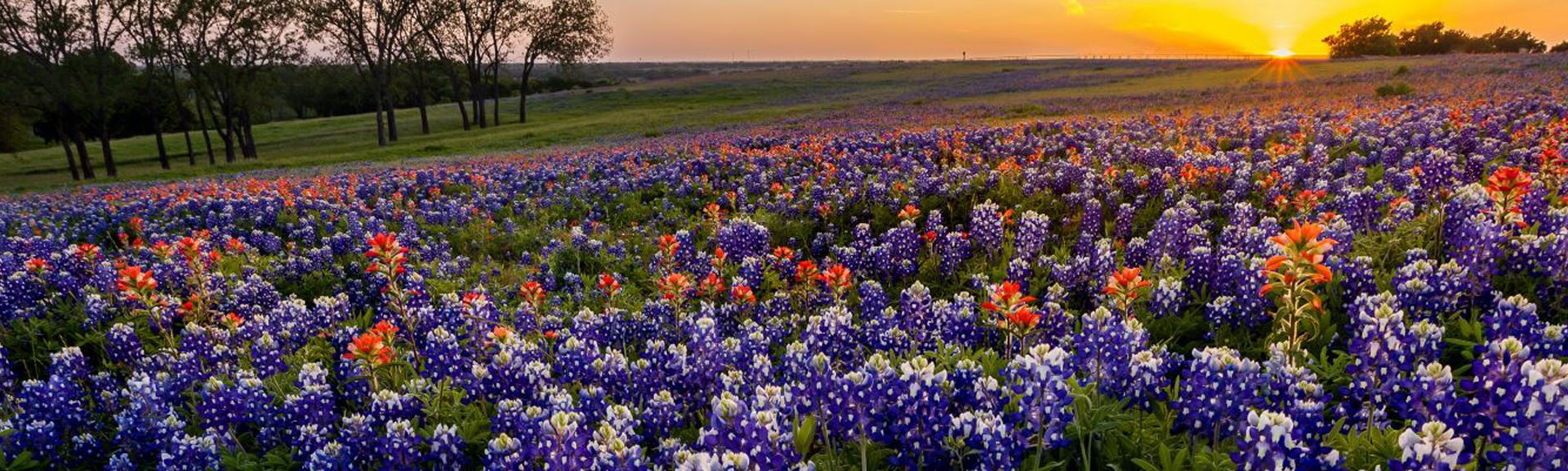 bluebonnets background image